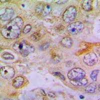 Polyclonal Rabbit anti-Human RPL35 / Ribosomal Protein L35 Antibody (Internal, IHC, WB)