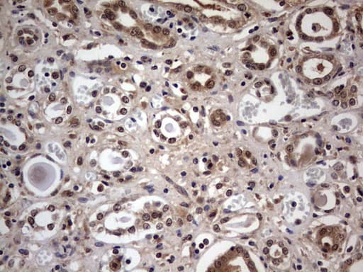 Monoclonal Mouse anti-Human C14orf166 Antibody (clone OTI2C3, IHC, WB)