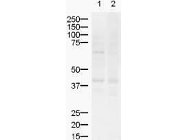 ZIC2 Antibody