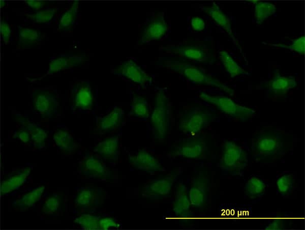 NUP133 Antibody (clone 3E8)