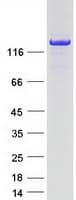Human PLCB1 / Phospholipase C Beta 1 Protein (Recombinant Myc-DDK (Flag))