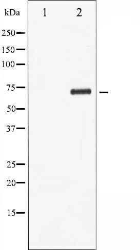 RELB Antibody (phospho-Ser552)