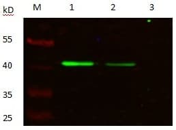 KRT19 / CK19 / Cytokeratin 19 Antibody (clone 3A4-G11-E8, Preservative Free)