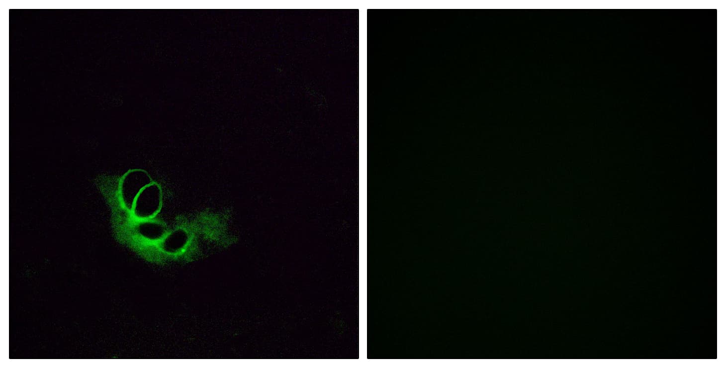 OR56A1 Antibody (aa241-290)
