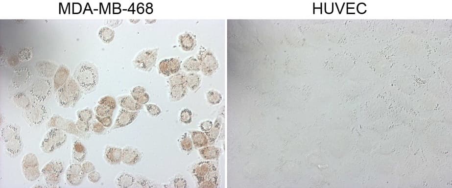 GATA3 Antibody (aa155-443, clone OTI1A5, Carrier-free)