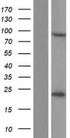 CSTF3 Protein (Over-Expression Lysate Myc-DDK (Flag))