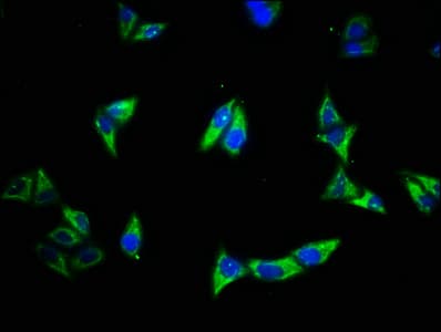 EGFR Antibody