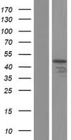 RBMXL1 Protein (Over-Expression Lysate Myc-DDK (Flag))