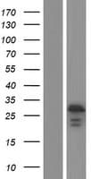 BCAS4 Protein (Over-Expression Lysate Myc-DDK (Flag))