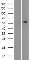 CYP26C1 Protein (Over-Expression Lysate Myc-DDK (Flag))
