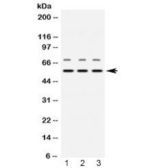 NAMPT / Visfatin Antibody