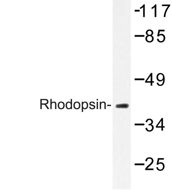 Rhodopsin / RHO Antibody (Leu328)