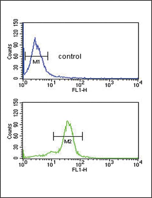 Polyclonal Rabbit anti-Human MSRA Antibody (aa34-63, IHC, IF, WB)