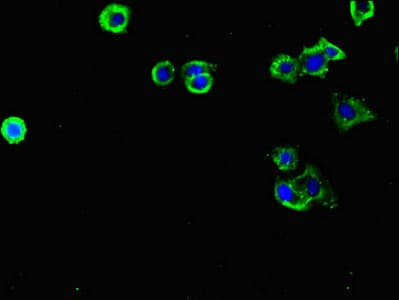 FLRT3 Antibody