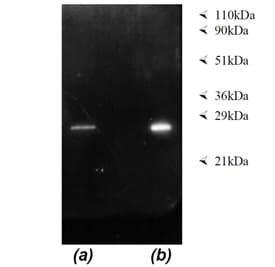 Monoclonal Mouse anti-Human PSMA4 Antibody (clone MCP34, IHC, WB)