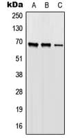 Polyclonal Rabbit anti-Human ORC2L / ORC2 Antibody (Internal, WB)