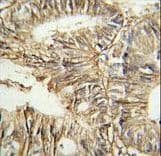 GPA33 / A33 Antibody (aa264-293)