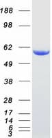 Human SNTA1 / Syntrophin Alpha 1 Protein (Recombinant Myc-DDK (Flag))