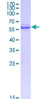 Human GPBP1 Protein (Recombinant GST)