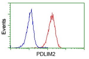 PDLIM2 / SLIM Antibody (clone OTI11A12)
