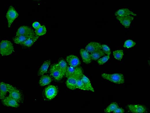 LIMPII / SCARB2 Antibody