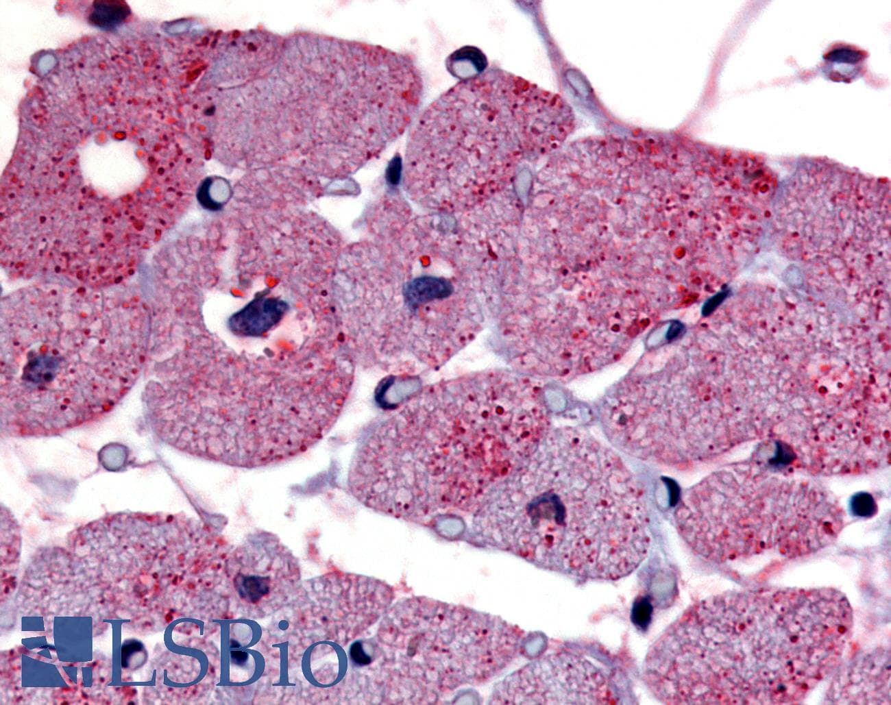 IHC-plus™ TPRA1 / GPR175 Antibody (Cytoplasmic Domain)