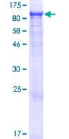 Human GAPVD1 Protein (Recombinant GST)