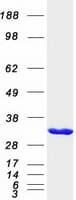 Human OLAH Protein (Recombinant Myc-DDK (Flag))