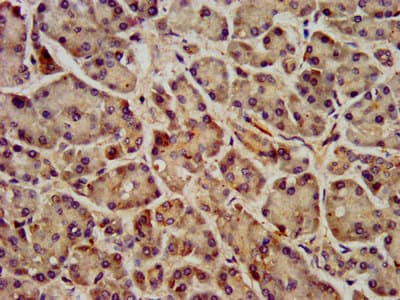 FFAR1 / GPR40 Antibody