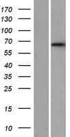 DET1 Protein (Over-Expression Lysate Myc-DDK (Flag))