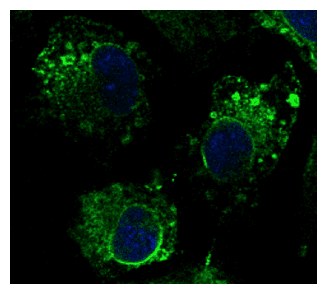 PathPlus™ CANX / Calnexin Antibody (C-Terminus)