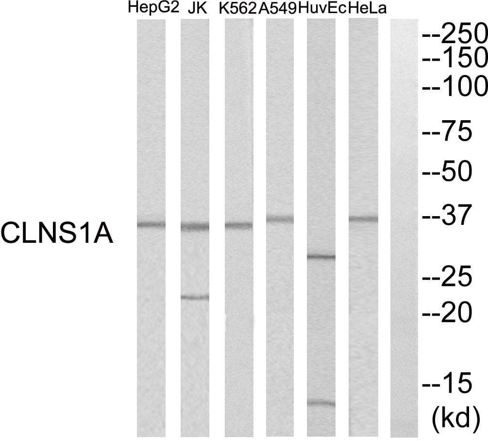 CLNS1A Antibody