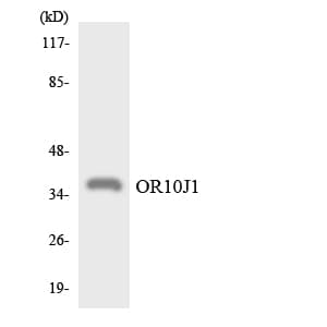 OR10J1 Antibody (aa235-284)