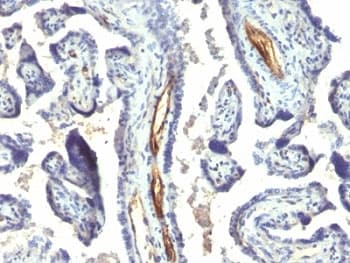 PODXL / Podocalyxin Antibody (Extracellular Domain, clone 2A4)
