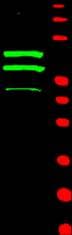 Polyclonal Rabbit anti-Human CCNT2 / Cyclin T2 Antibody (WB)