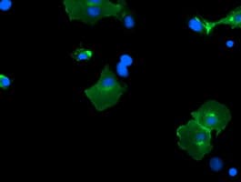 PCDH7 Antibody (clone OTI2G6)