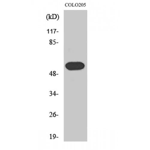 HRH1 / Histamine H1 Receptor Antibody (110-190 aa, Internal)