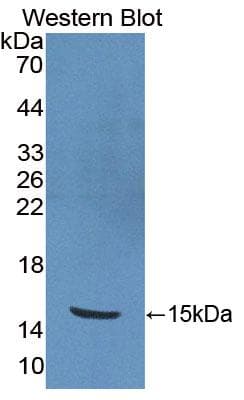PKIB Antibody (aa8-76)