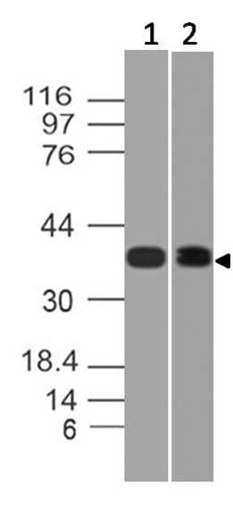 Polyclonal Rabbit anti-Mouse HDAC11 Antibody (WB)