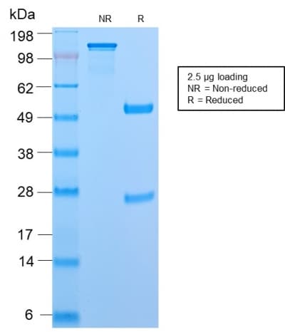 PathPlus™ CD45RB Antibody (clone PTPRC/2877R)