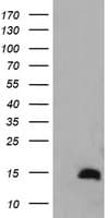 TSC22D3 / GILZ Antibody (clone OTI1E11)