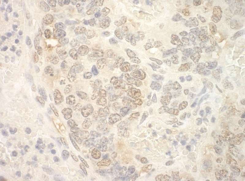 NCBP2 / CBP20 Antibody (aa106-156)