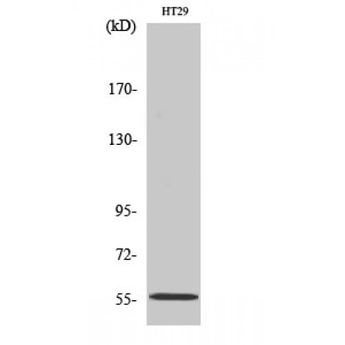 TXNRD2 Antibody (440-520 aa, C-terminal)
