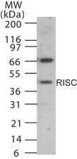 Polyclonal Rabbit anti-Human SCPEP1 / RISC Antibody (aa28-43, WB)