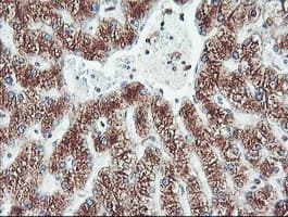 CYP2B6 Antibody (clone OTI3D5)