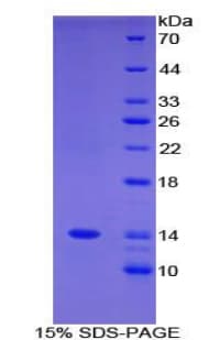 Human FAM19A3 Protein (Recombinant His-T7)