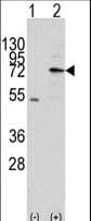MIPEP Antibody (aa180-209)