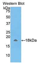 AMELX Antibody (aa49-187, PE)