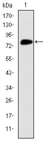 IHC-plus™ MCM2 Antibody (clone 2B3)