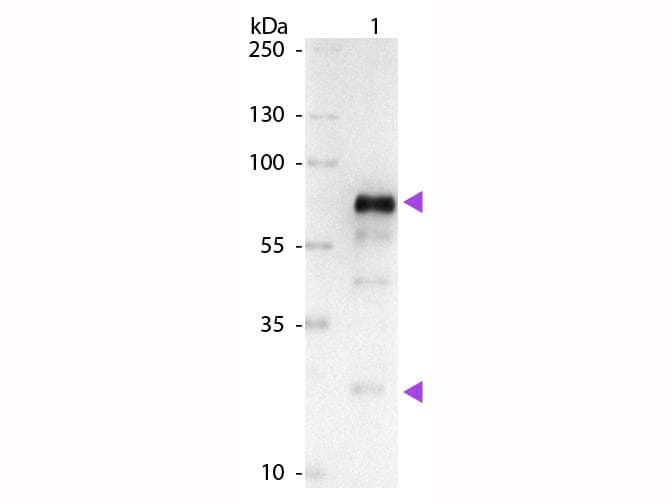 Goat Anti-Chicken IgY Secondary Antibody (AP)